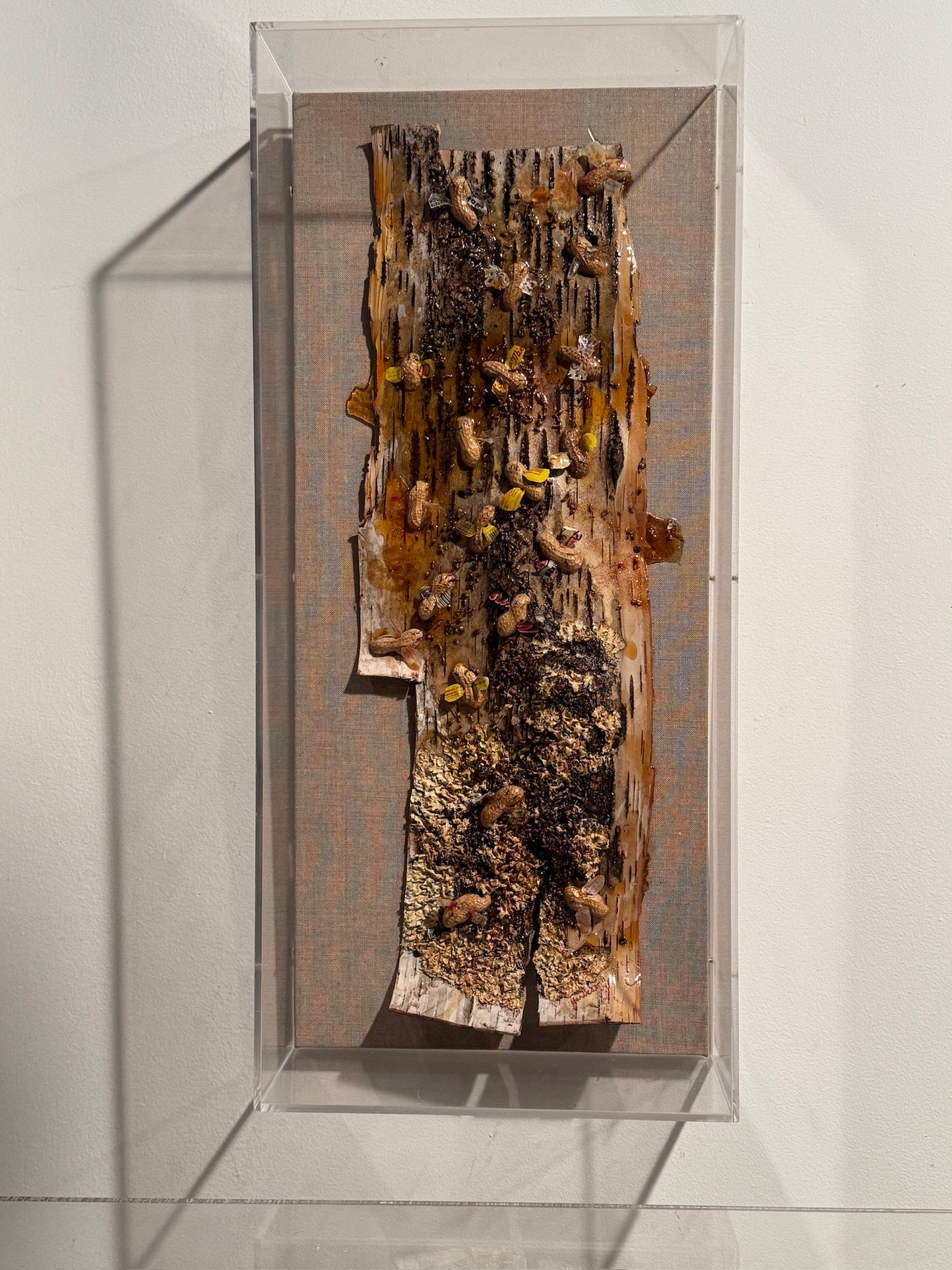 Beenuts - Judi Harvest