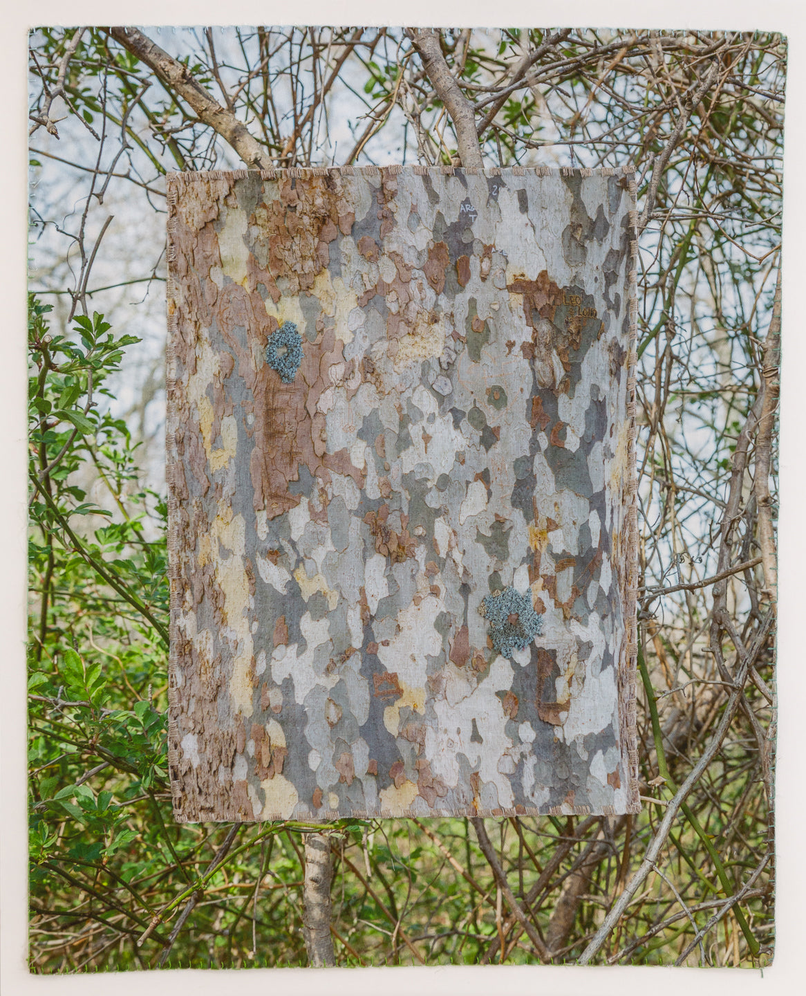 Ramble/Wander (Sagg Swamp) - Laurie Lambrecht