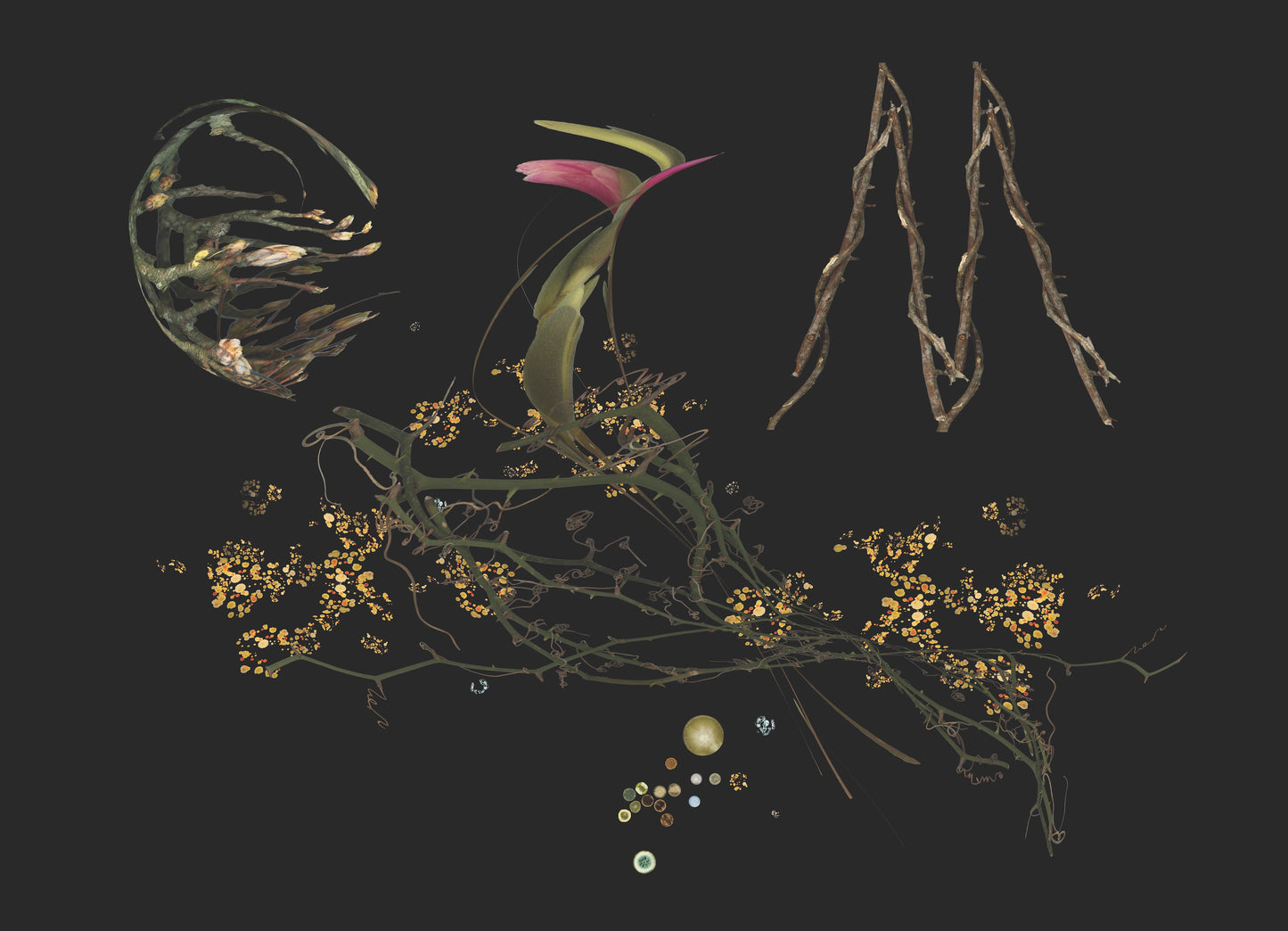 Bouquet of Tulip, Wild Rose and Maple with Bacteria - Robin du Plessis