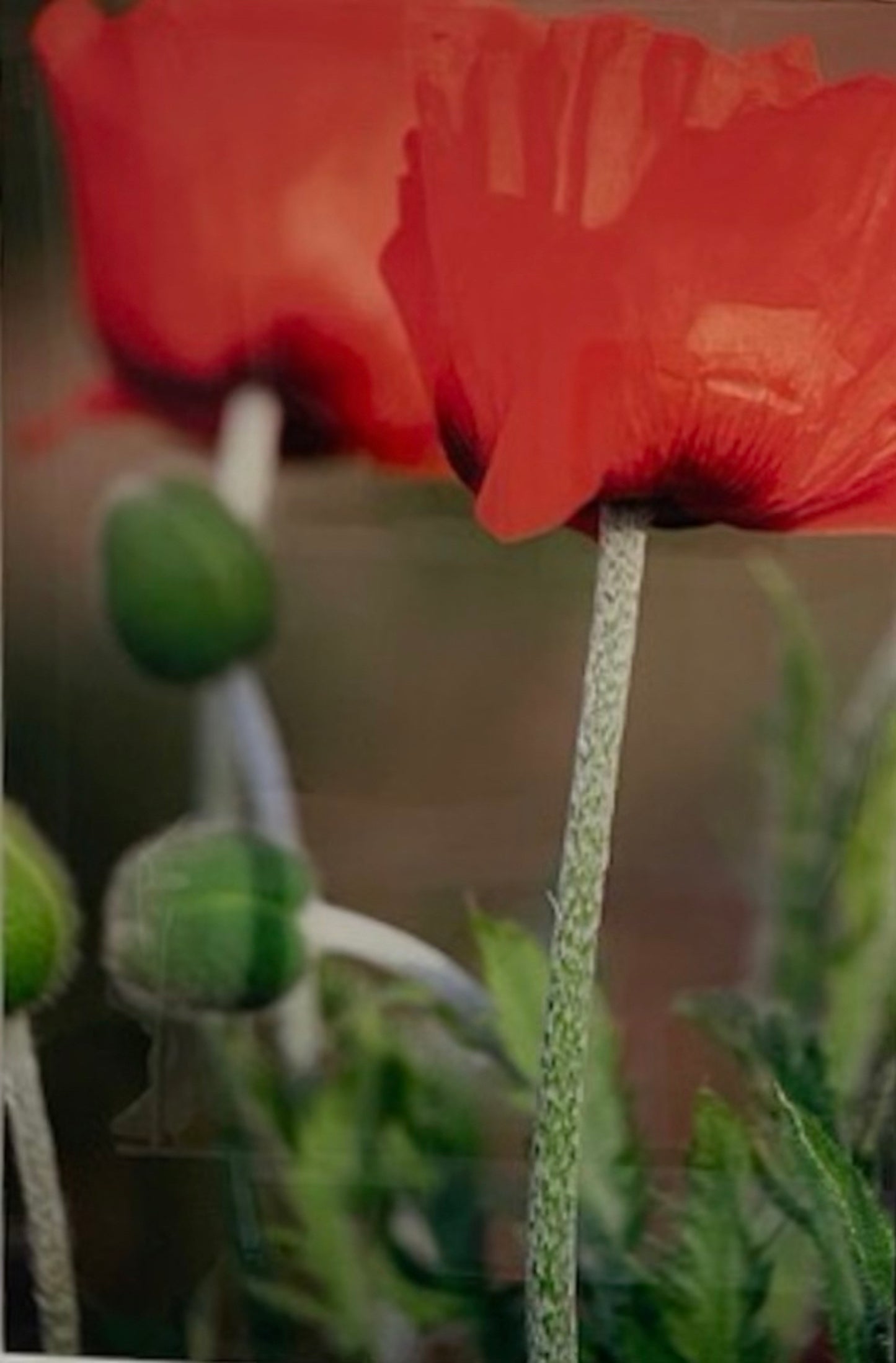 Two Poppies - Barbara Macklowe