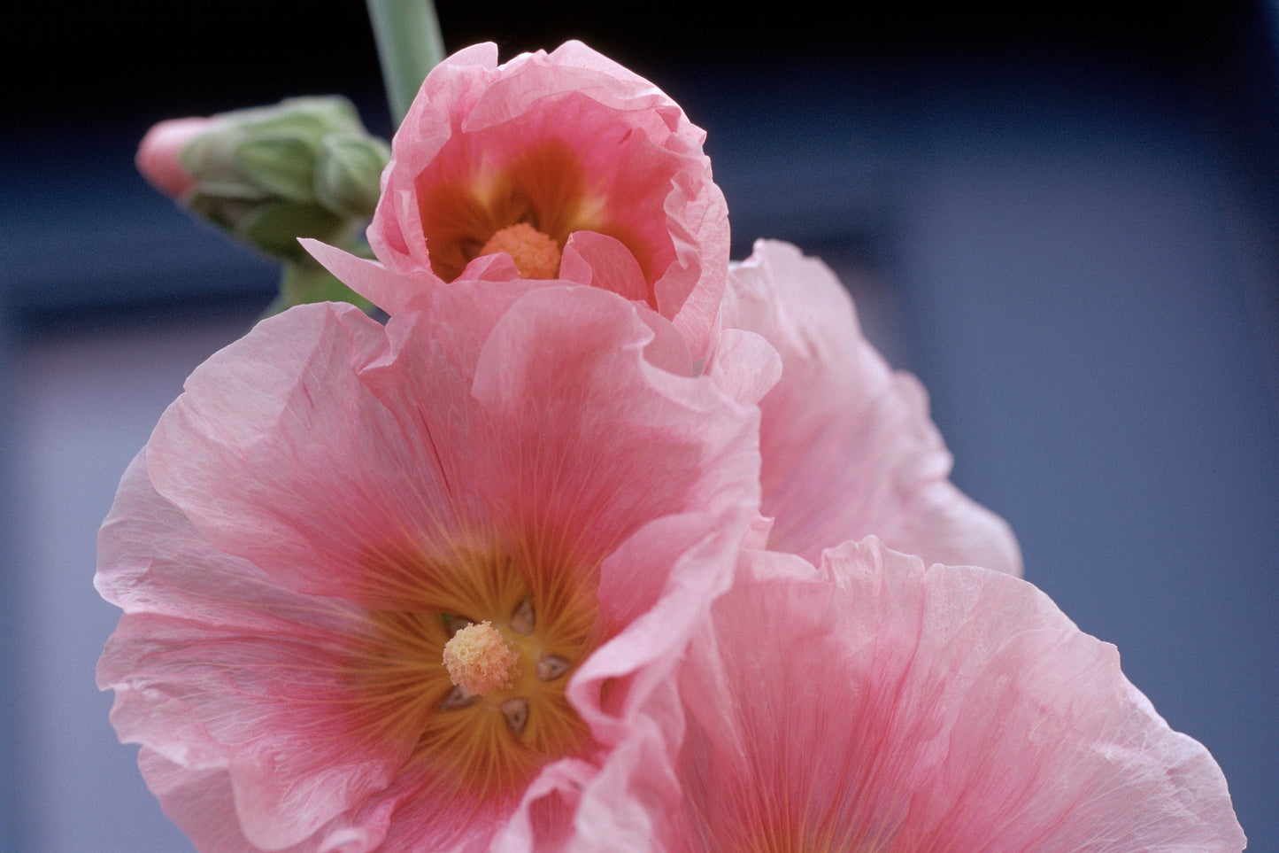 Pink Hollyhocks - Barbara Macklowe