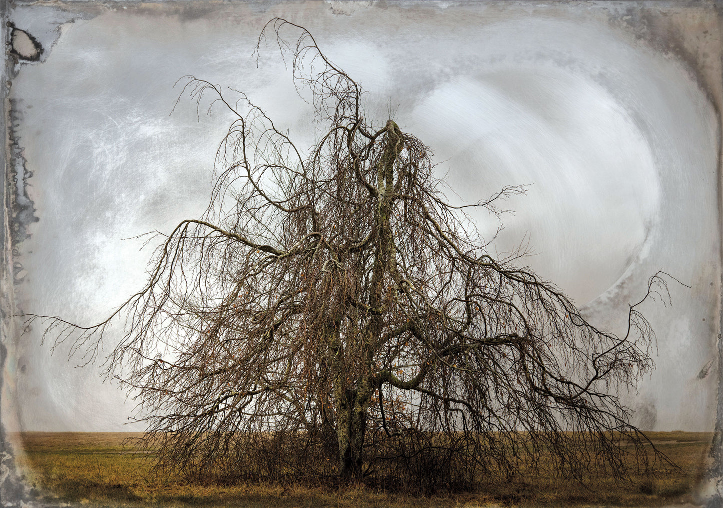 Weeping Beech - Kerry Sharkey-Miller