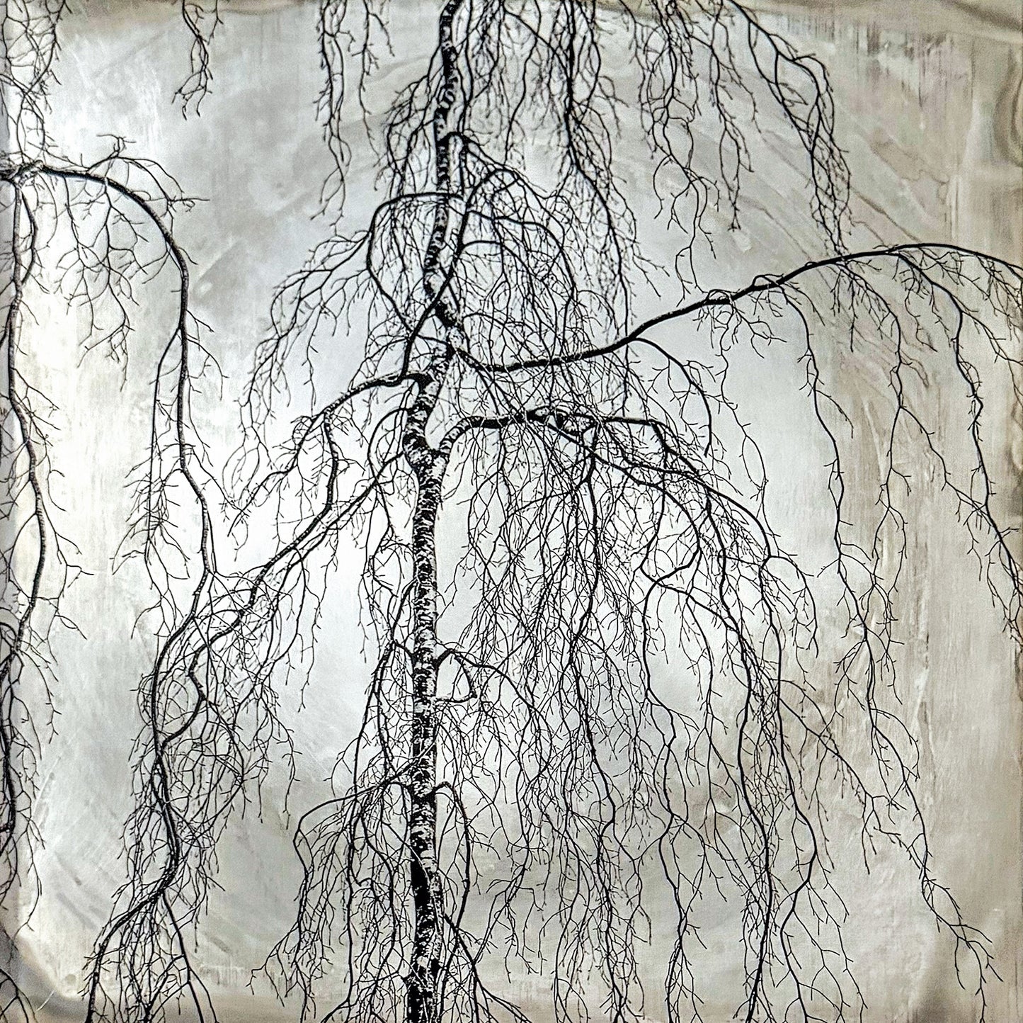 Weeping Willow II - Kerry Sharkey-Miller