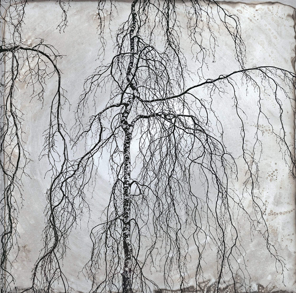 Weeping Willow, Winter Solstice - Kerry Sharkey Miller