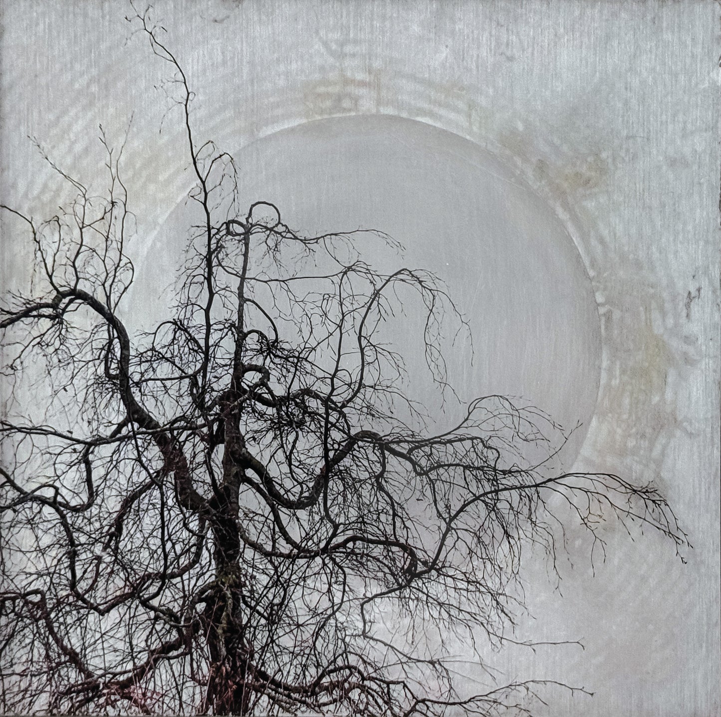 Winter Beech II - Kerry Sharkey-Miller