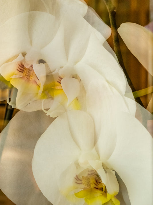 White Orchids - Barbara Macklowe